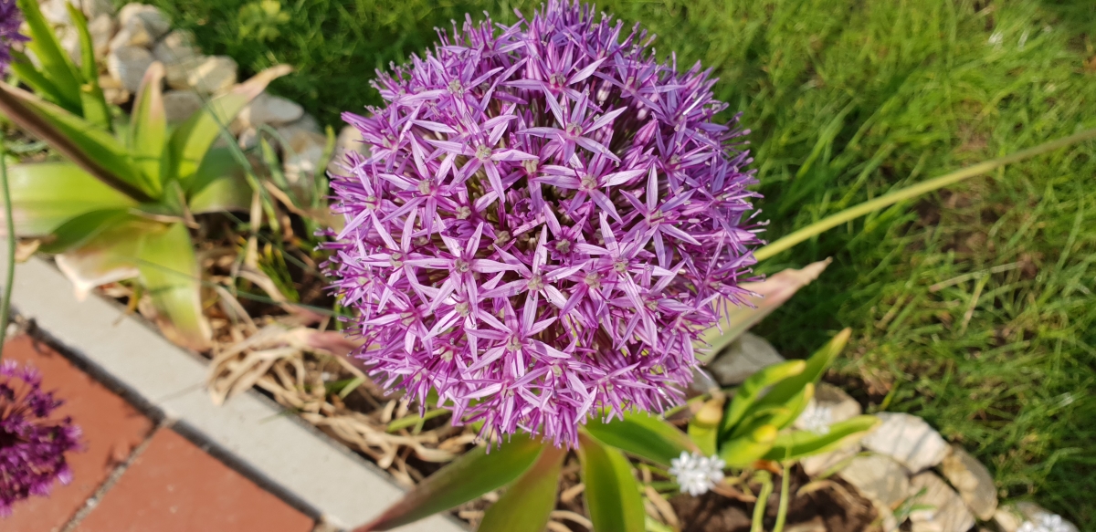 Blumen im Garten