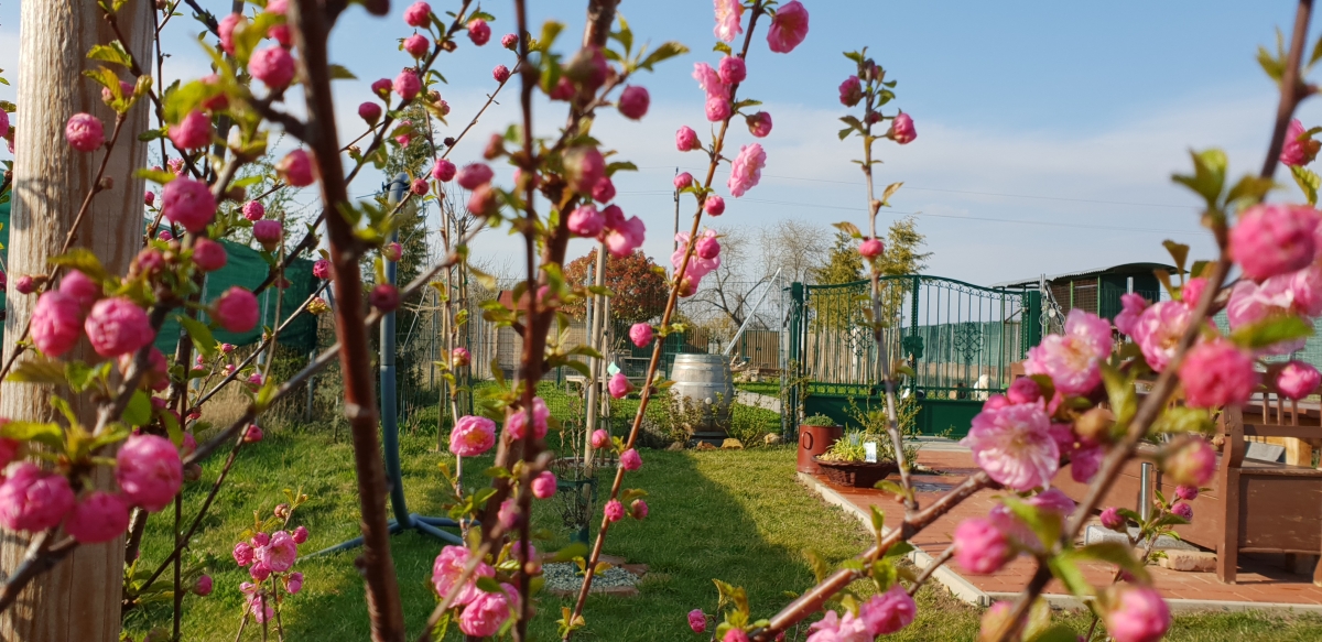 Kirschblüte Kirschblüte