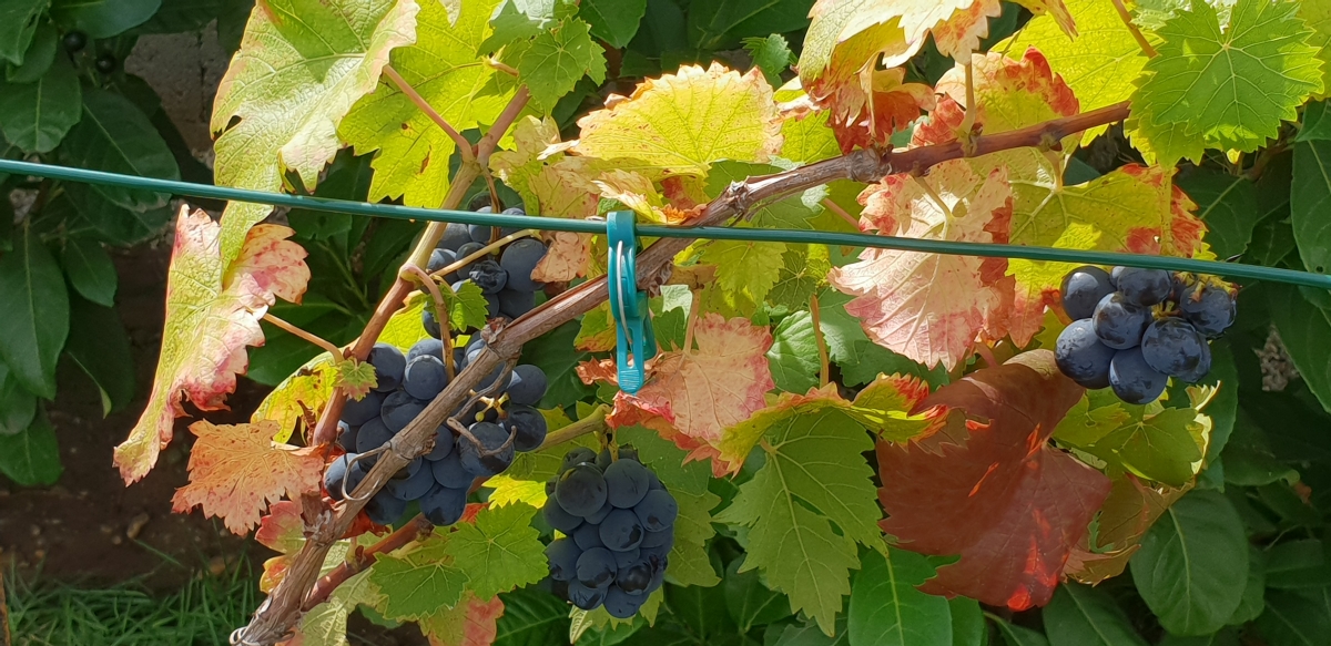 Weinreben am Caprahof Weinreben am Caprahof