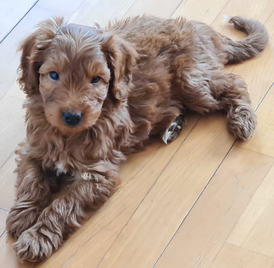 Psychotherapeutin Maria Neubergers junge Therapiehündin Labradoodle Enie