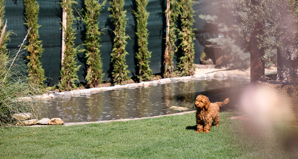 BG8A9227-Verbessert-RR_2505_MariaNeuberger_web_c_AndreasBiba Labradoodle Hündin Enie beim Teich im Therapiegarten am Caprahof